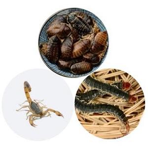 Eco Fresh Insects, Dubia, Scorpion & Centipede Eco Fresh Insects, Dubia, Scorpion & Centipede