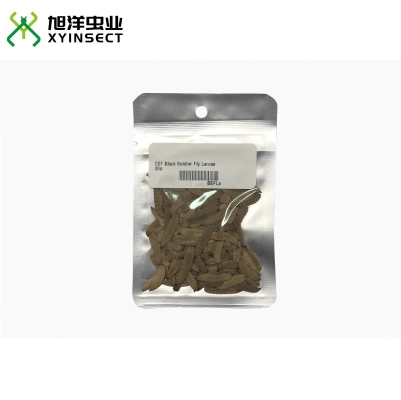 Black Soldier Fly Larvae, BSFL, Phoenix Worms, BSF Larvae