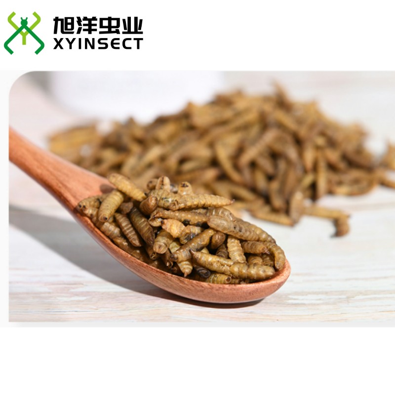Dried Black Soldier Fly Larvae (BSFL) Bird Feed Reptile Fish Food