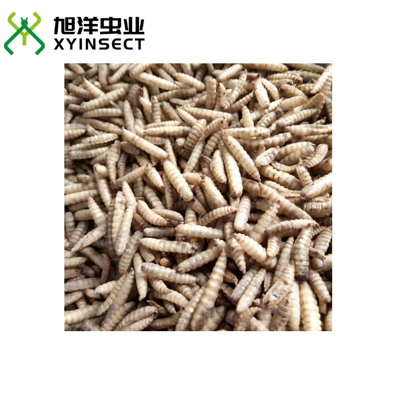 Dried Black Soldier Fly Larvae (BSFL) Bird Feed Reptile Fish Food