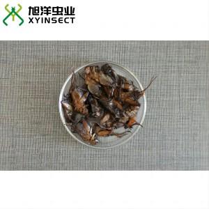 Preserved Crickets Canned Insects Canned Crickets Retort Pouch