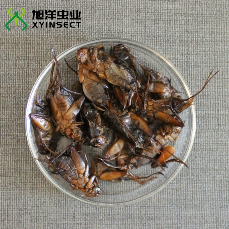 Preserved Crickets Canned Insects Canned Crickets Retort Pouch