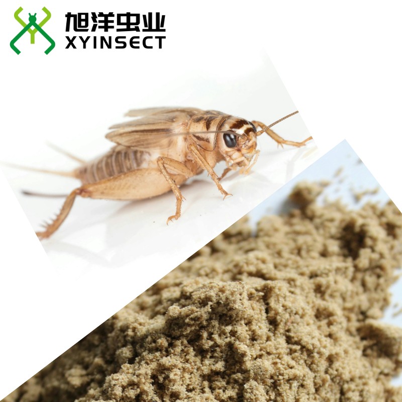 Cricket Protein Cricket Powder Cricket Flour Cricket Meal
