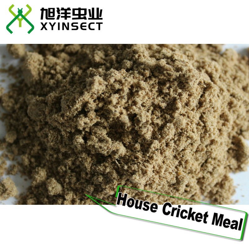 Cricket Protein Cricket Powder Cricket Flour Cricket Meal