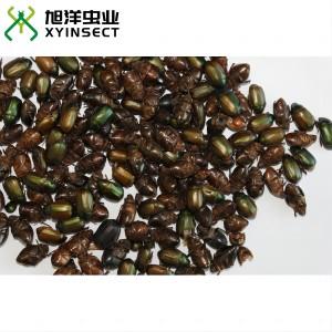Dried Beetle (whole) for Feed Chicken Poultry