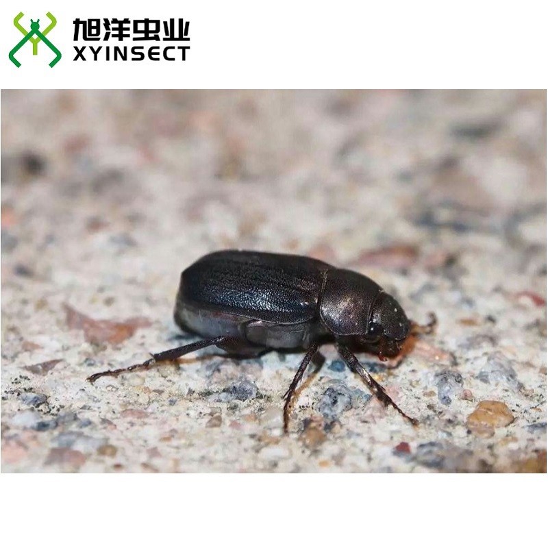 Dried Beetle (whole) for Feed Chicken Poultry
