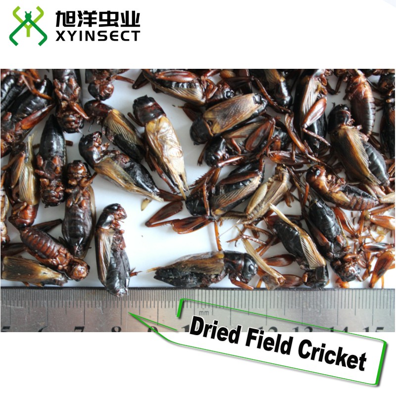 Dried Crickets (whole) Reptile Food Bird Food