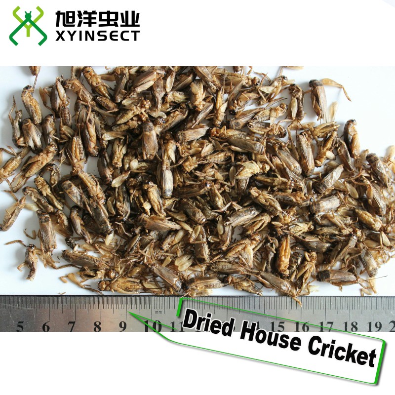 Dried Crickets (whole) Reptile Food Bird Food