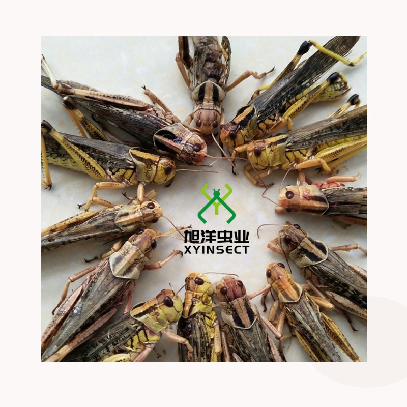 Dried Grasshopper or Locust (Whole)
