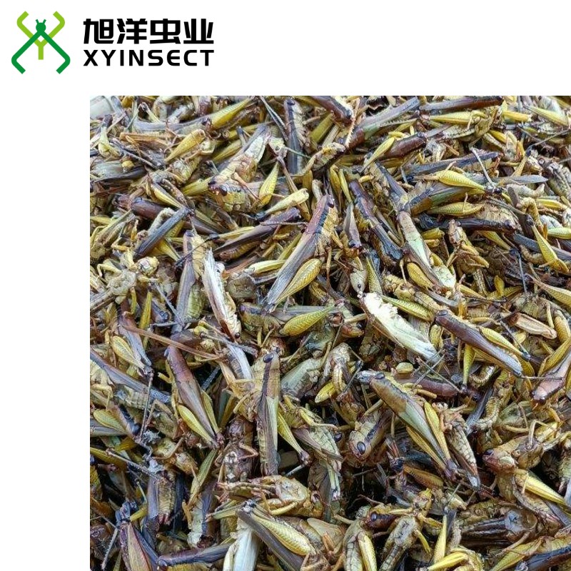 Dried Grasshopper or Locust (Whole)