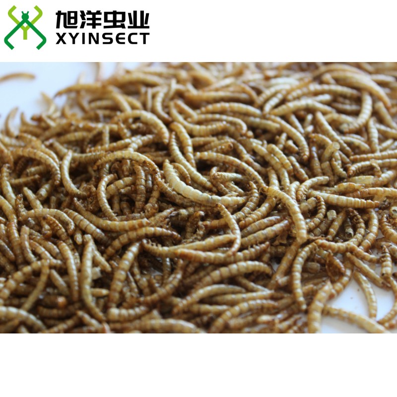 Dried Mealworms Wild Bird Feed Reptile Fish Food