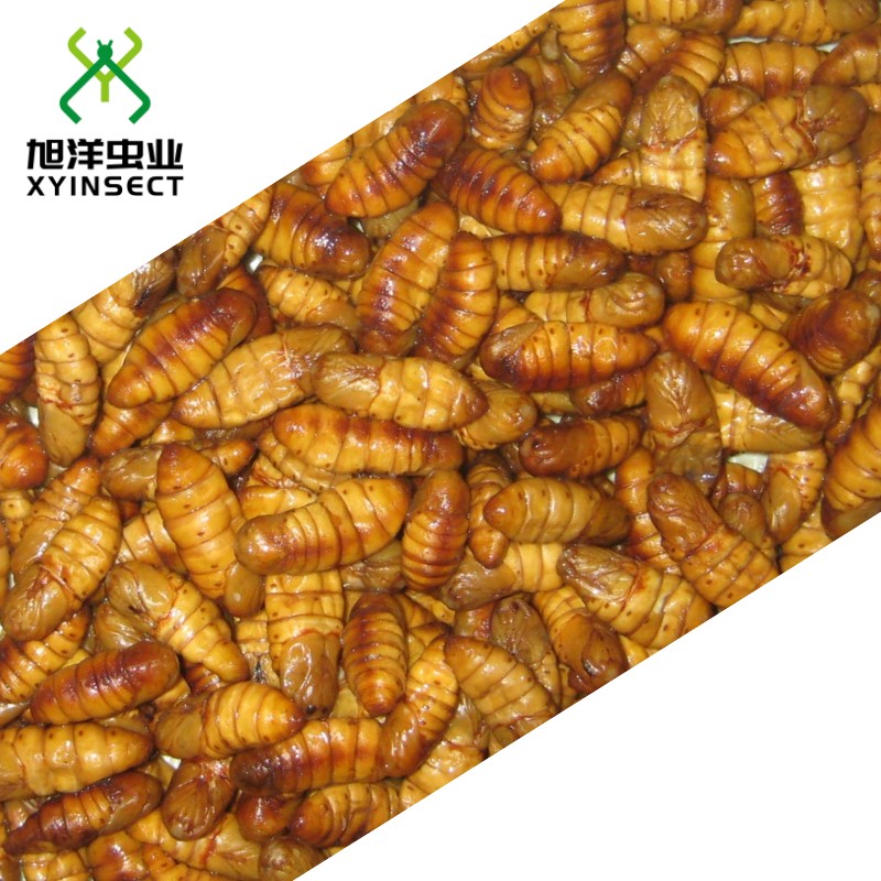 Dried Silkworm Pupae, Dried Silkworm Chrysalis