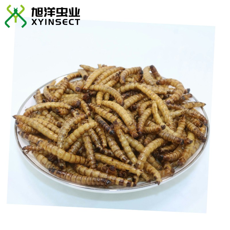 Dried Superworms Fish Food Reptile Food Wild Bird Feed
