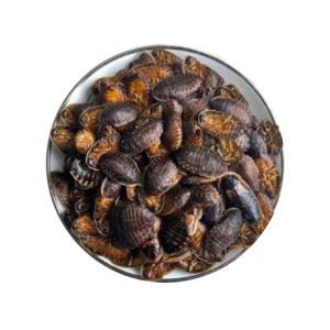 Dubia (Dubia Roach)  Dubia (Dubia Roach)