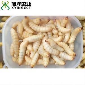 Live Wax Worms, Bee Moth Live Bait, ​Fishing Bait, Ice Fishing