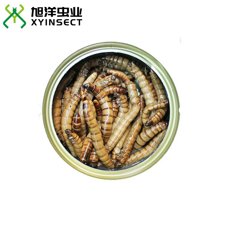 Preserved Superworms Canned Superworms Retort Pouch