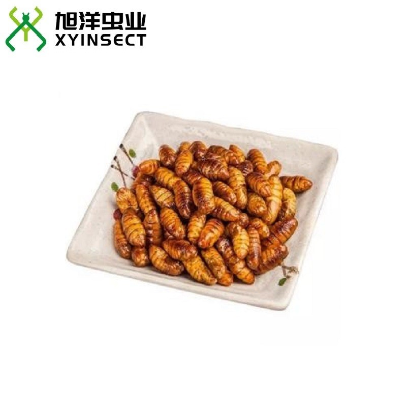 Preserved Silkworm Pupae Reptiles Food Canned Insect
