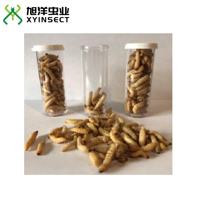 Preserved Wax Worms Reptile Food Fish Baits Canned Insects Retort Pouch